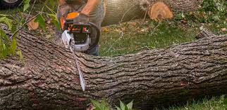 Best Tree Risk Assessment  in Stewartville, AL