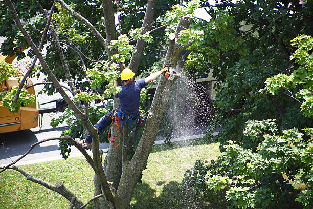 Reliable Stewartville, AL Tree Services Solutions